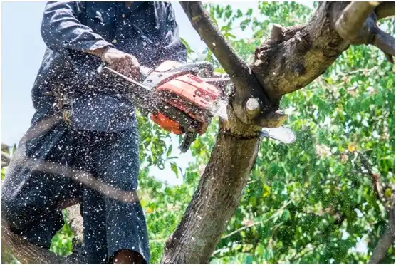 tree services Lomira